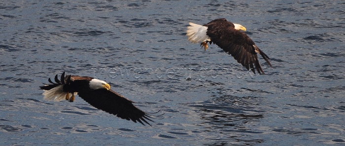 eagle